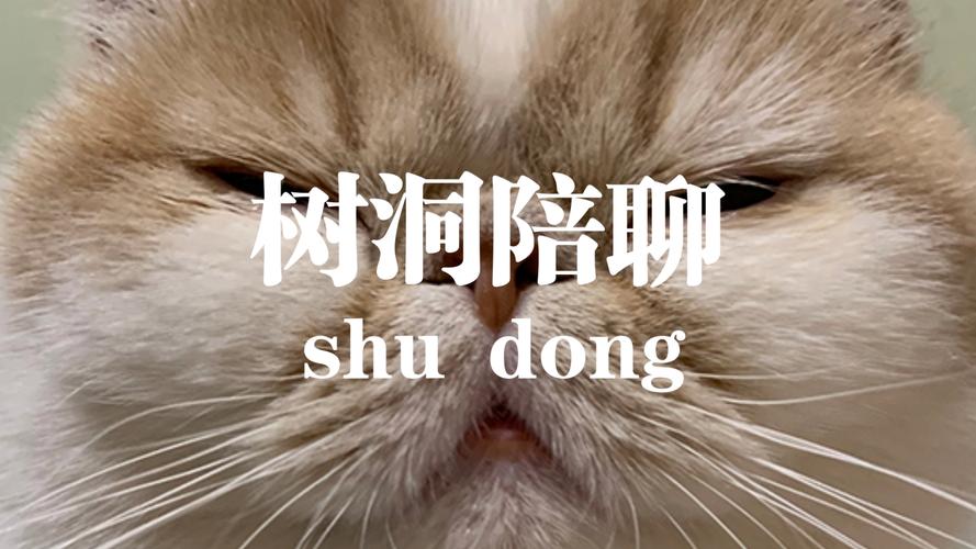 左耳树洞陪聊兼职