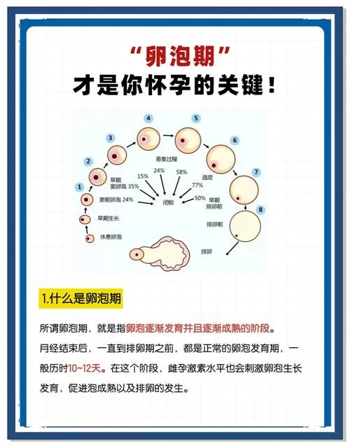 卵泡没有长到18就排出能不能受孕