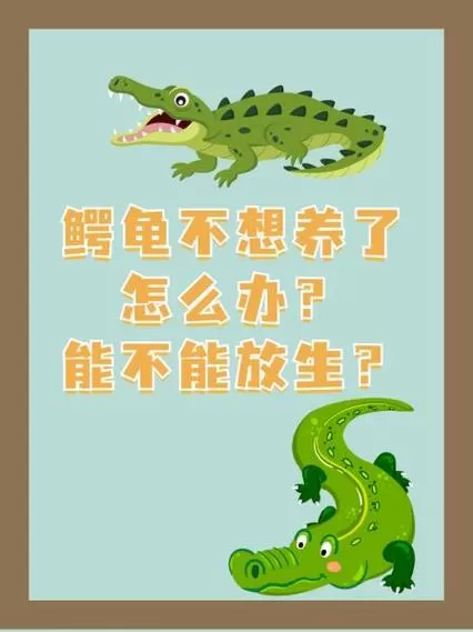 为什么不建议养鳄龟