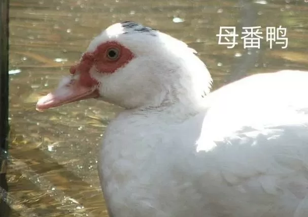 番鸭跟鹅配种