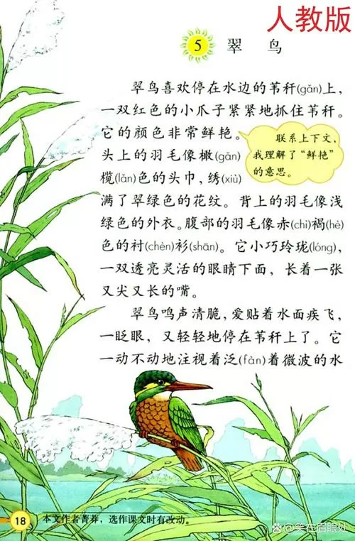 三年级人教版课文翠鸟