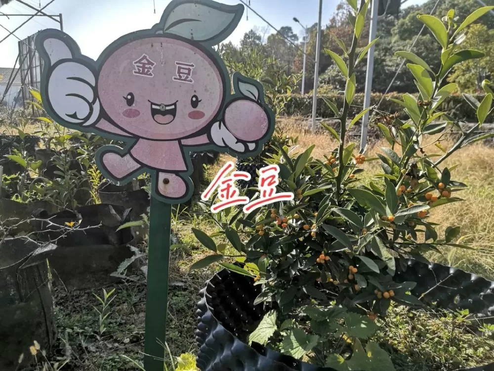 金豆树百科图标