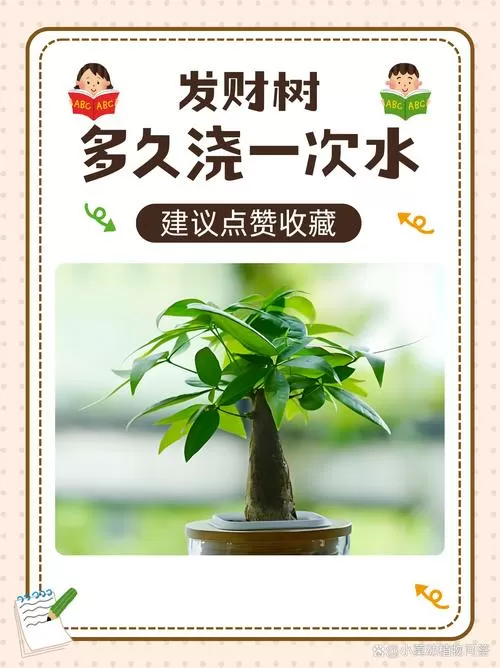 摇钱树浇水的正确方法