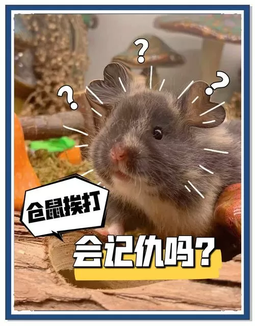 打仓鼠他会记仇吗
