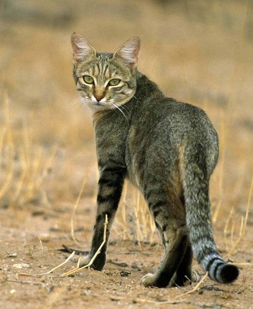 野猫安卓版手机版