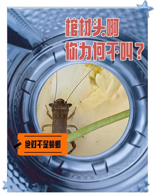 斗蛐蛐视频播放流鼻血版本