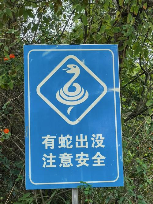 毒蛇加速器