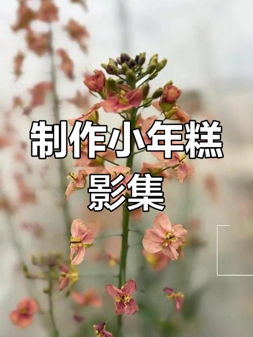 如何制作小年糕相册视频教程全集