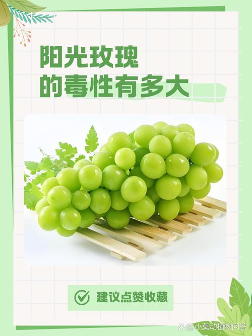 阳光玫瑰蔬果视频素材