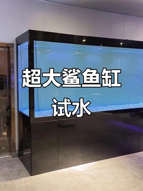 鲨鱼鱼缸图片真实大全