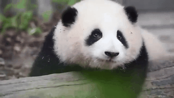 熊猫动态壁纸app安卓版辅助