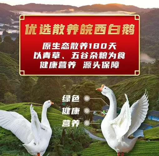 皖西白鹅与浙东白鹅