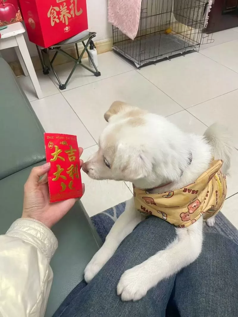 送狗包多少的红包合适