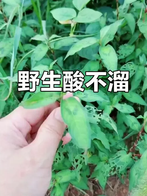 酸不溜的神奇功效