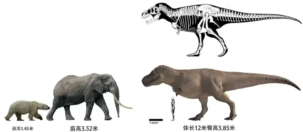 霸王龙跟大象体型对比