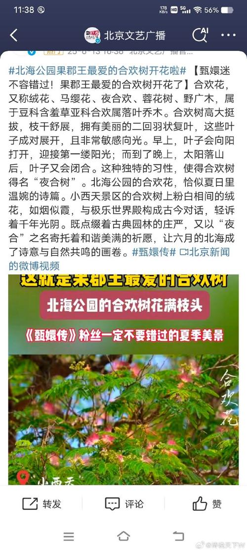 花树聊天软件