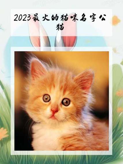 猫咪段子2023最新版特色免费版手机正版