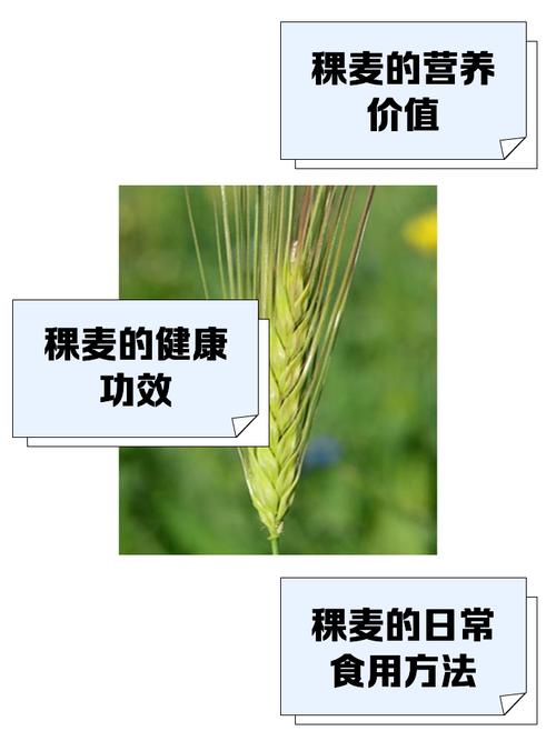 稞麦视频mp4