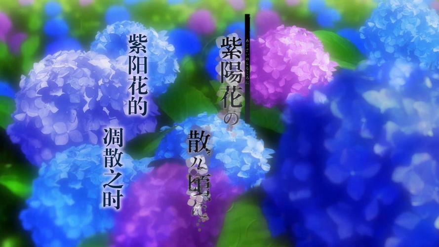 紫阳花の凋落樱花动漫