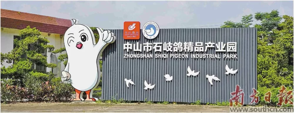 密鸽诈骗最简单三个步骤