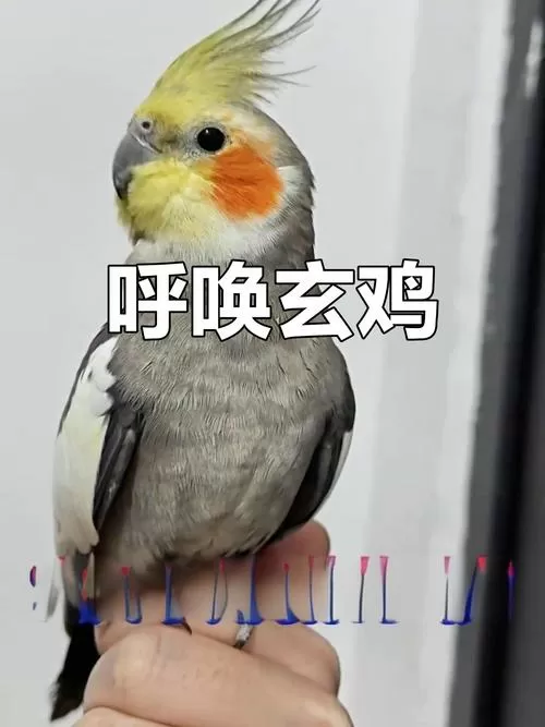 母玄凤鹦鹉叫声截图