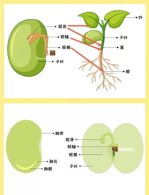 种子的结构示意图