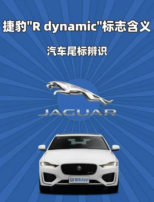 车里为啥不能摆豹子
