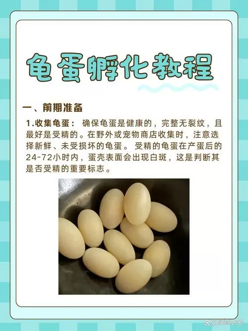 我的世界的乌龟蛋怎么孵化
