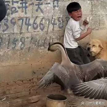 大鹅咬人搞笑视频