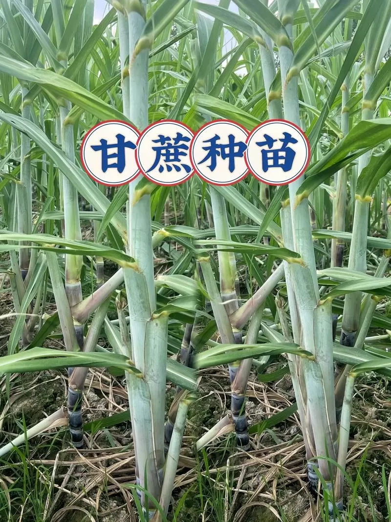 甘蔗种下种量一亩多少株