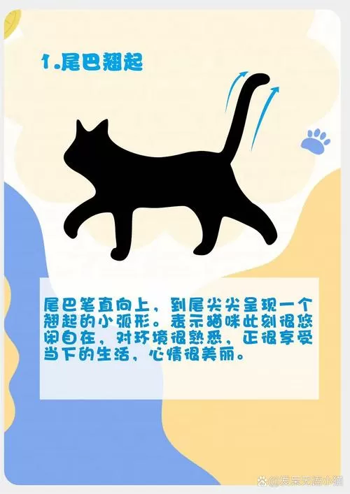 猫尾巴往上翘是什么意思