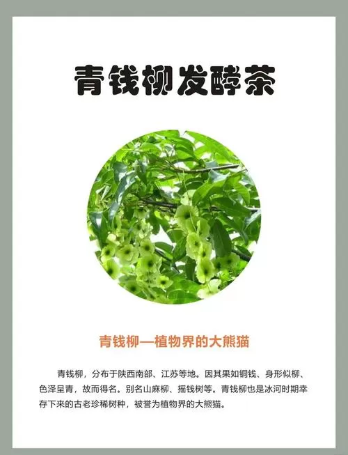青钱柳茶什么时间喝比较好