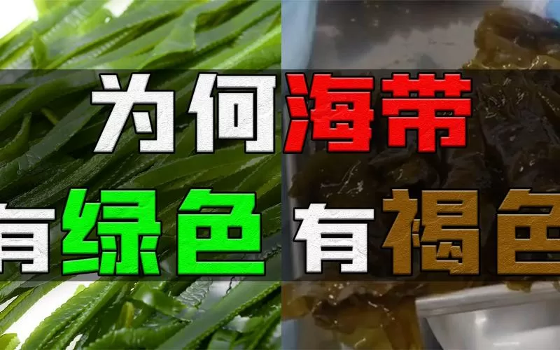 海带为什么有褐色和绿色