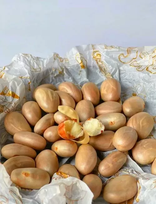 菠萝蜜的核能种活吗