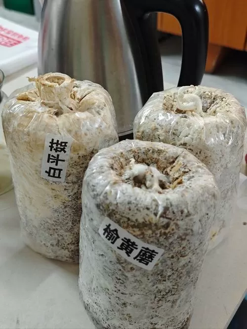 地下室适合种植什么菌类