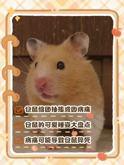 仓鼠睡觉的时候一抽一抽的