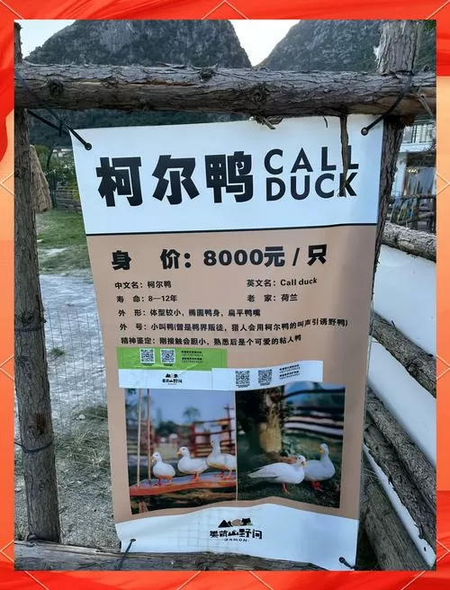 野鸭价位在多少