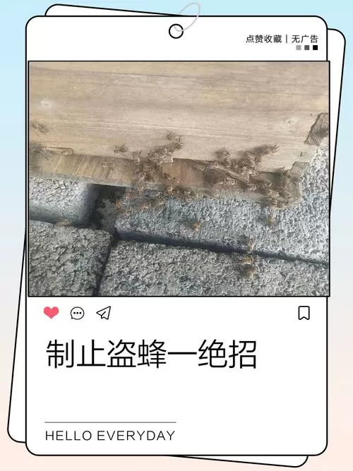 制止盗蜂一绝招