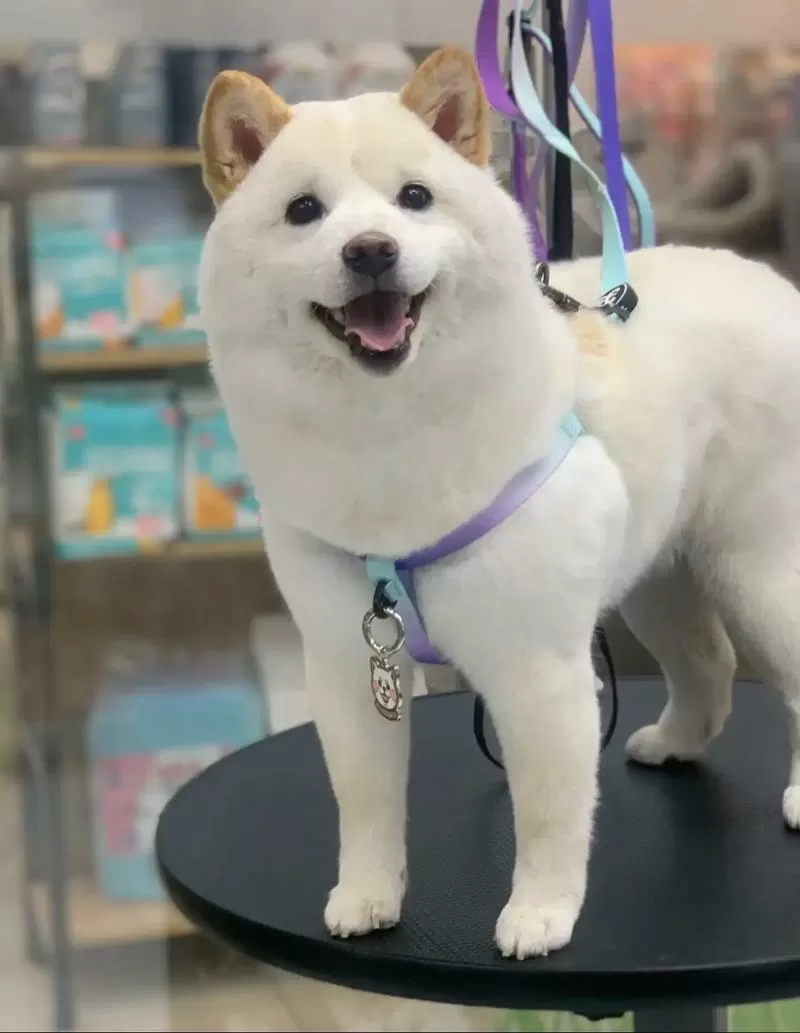 养白柴犬10大忌