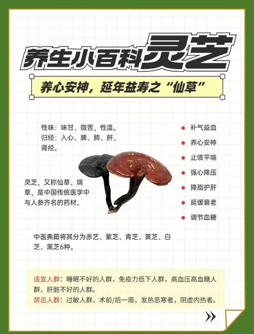 大青山灵芝功效与作用