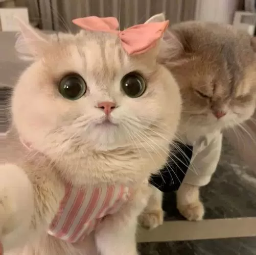 情侣头像猫咪 情头一对