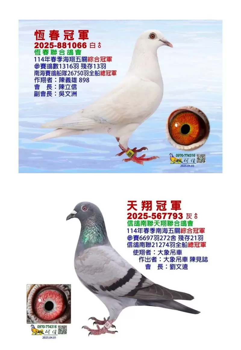 台鸽网台湾天落鸟交易