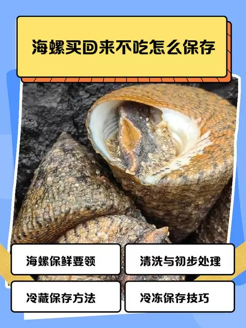 海螺壳长期保存不臭方法