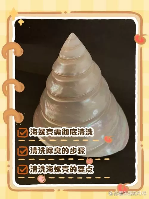 海螺壳怎么处理不臭