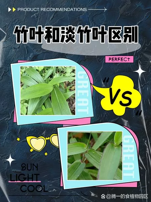 竹叶跟淡竹叶的区别