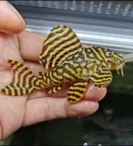 帝王迷宫8个开关怎么按