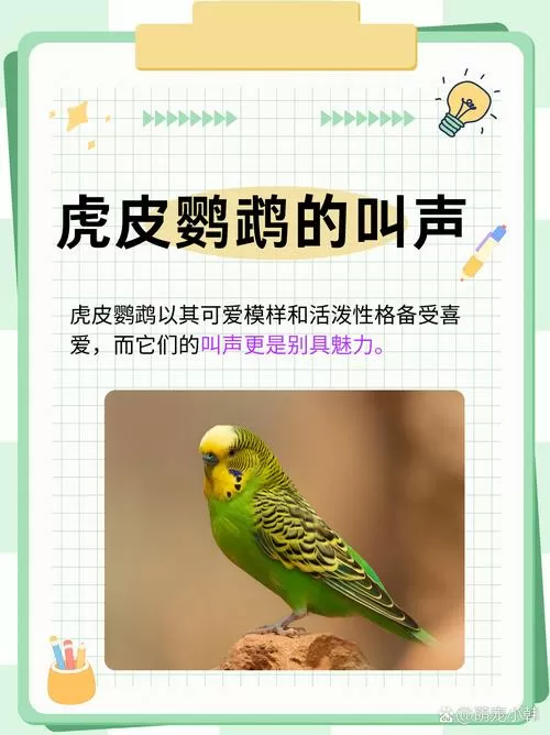 虎皮鹦鹉的叫声录音