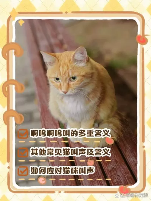 猫喵呜喵呜的叫啥意思