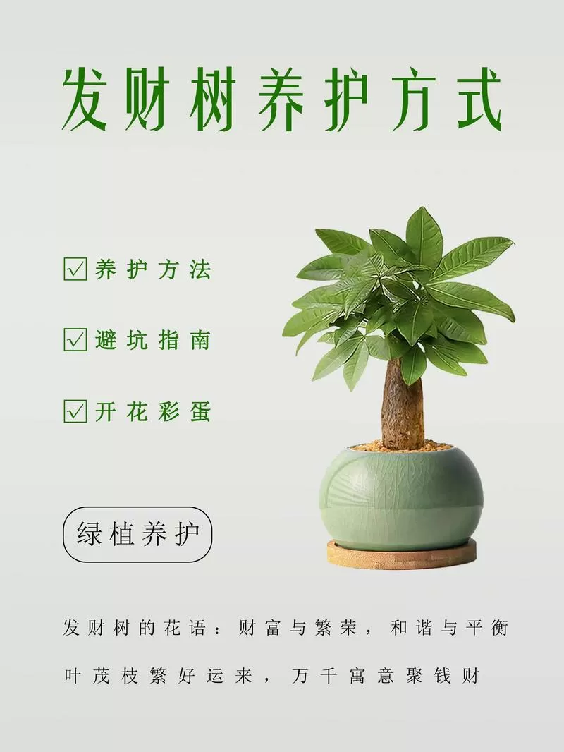 发财树春季怎么浇水