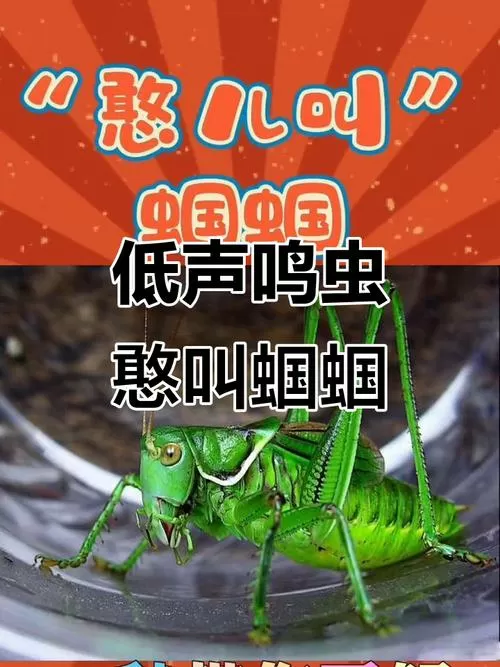 蝈蝈的叫声用文字表达
